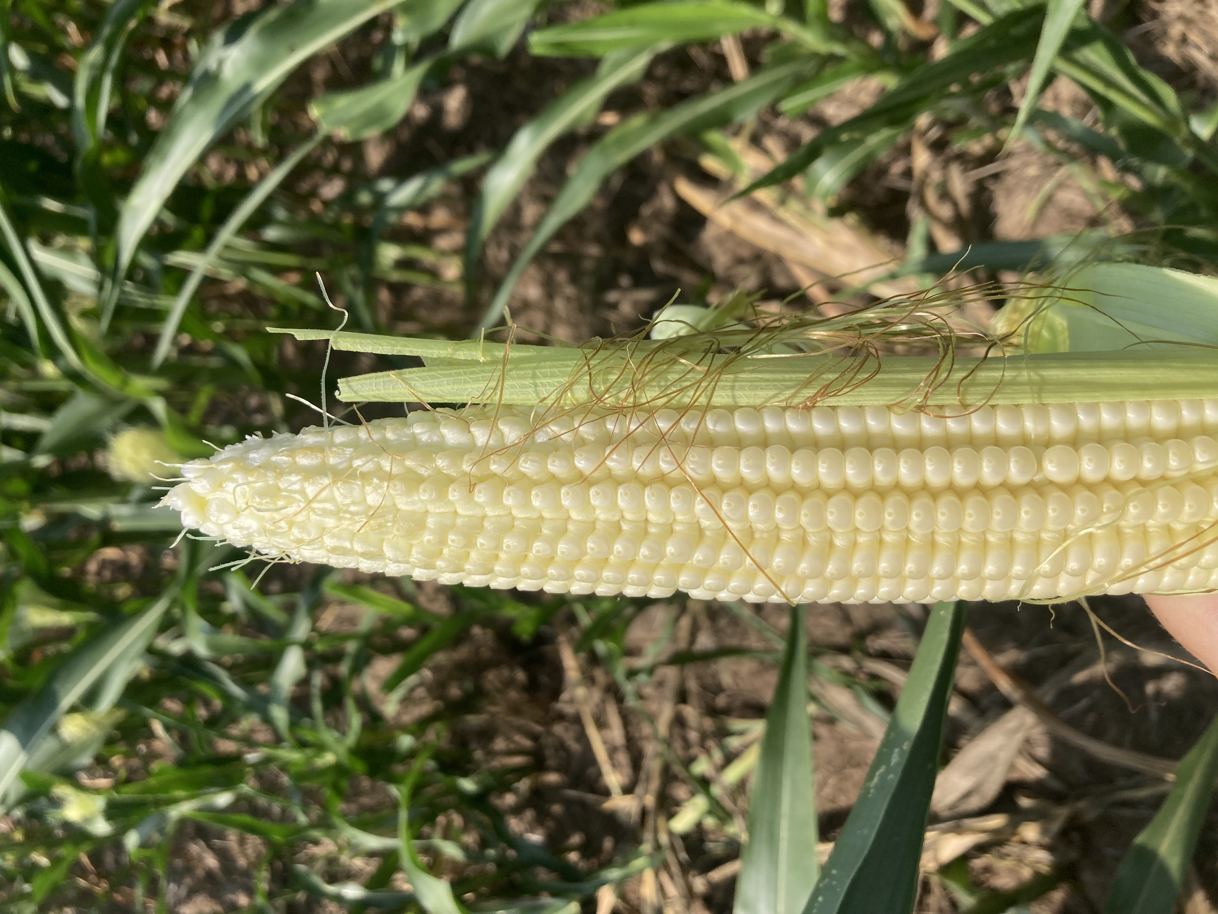 25 corn R2.jpg